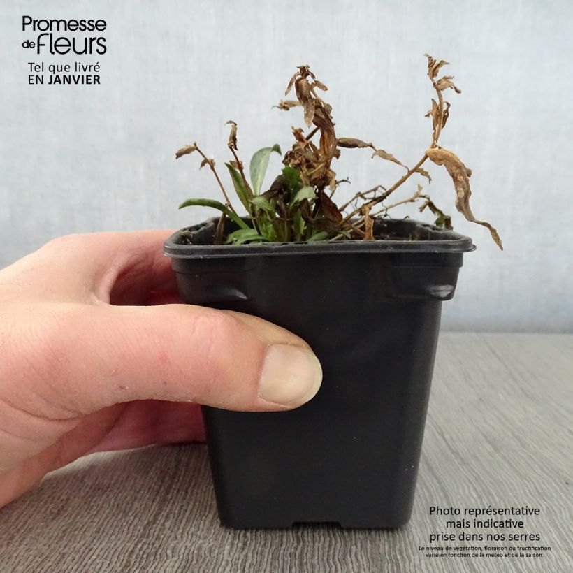 Aster dumosus Early Blue 7/8 cm pot sample as delivered in winter