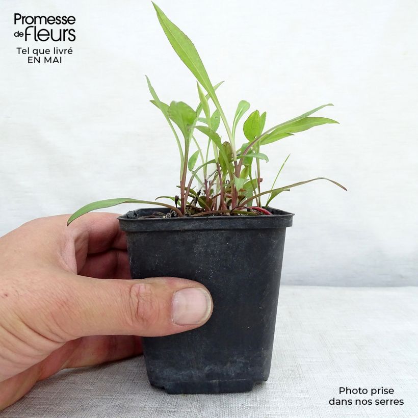 Aster dumosus Lady in Blue 8/9 cm pot sample as delivered in spring