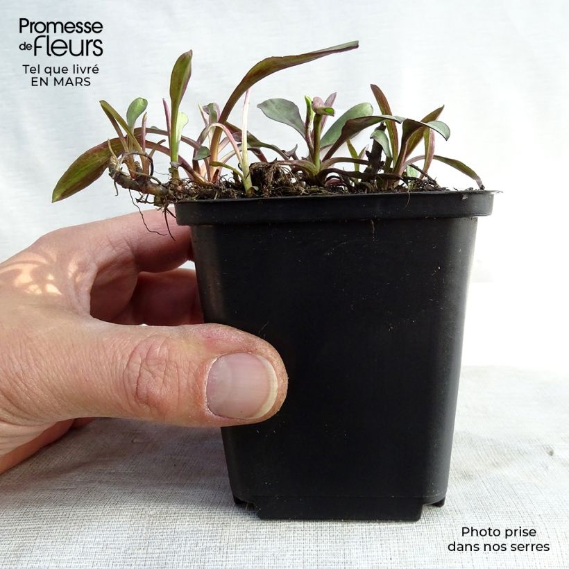 Aster dumosus Lady in Blue 8/9 cm pot sample as delivered in winter