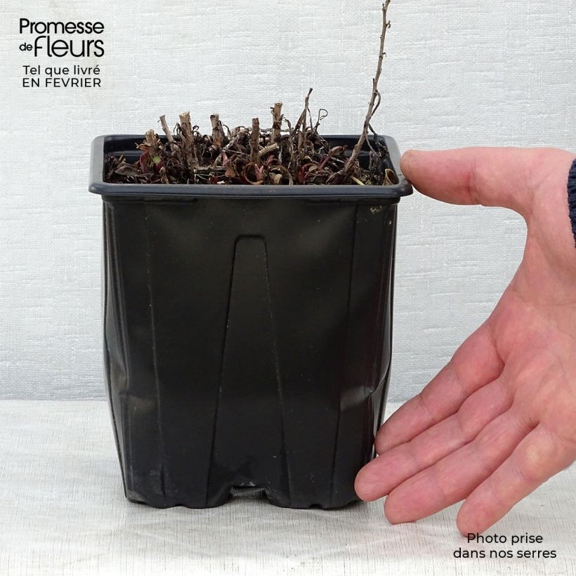 Aster dumosus Marjorie 2L/3L pot sample as delivered in winter