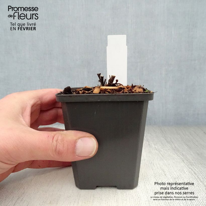 Aster dumosus Neron 8/9 cm pot sample as delivered in winter