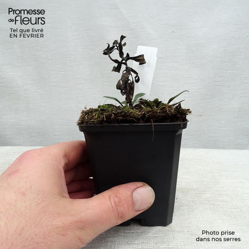 Aster dumosus Professor Anton Kippenberg 8/9 cm pot sample as delivered in winter