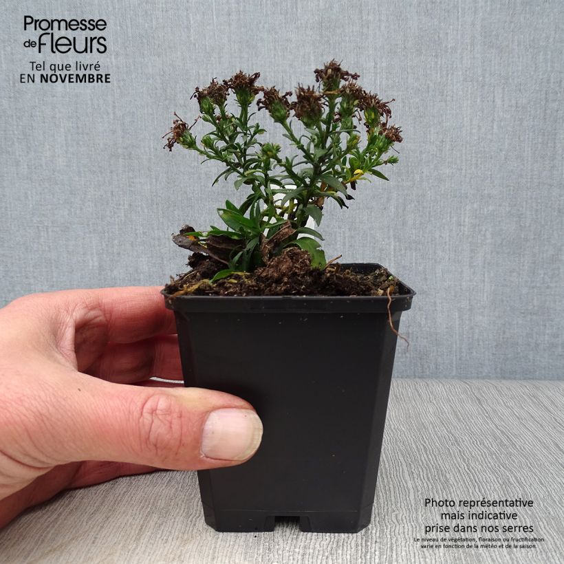 Aster dumosus Rosenwichtel 8/9 cm pot sample as delivered in autumn