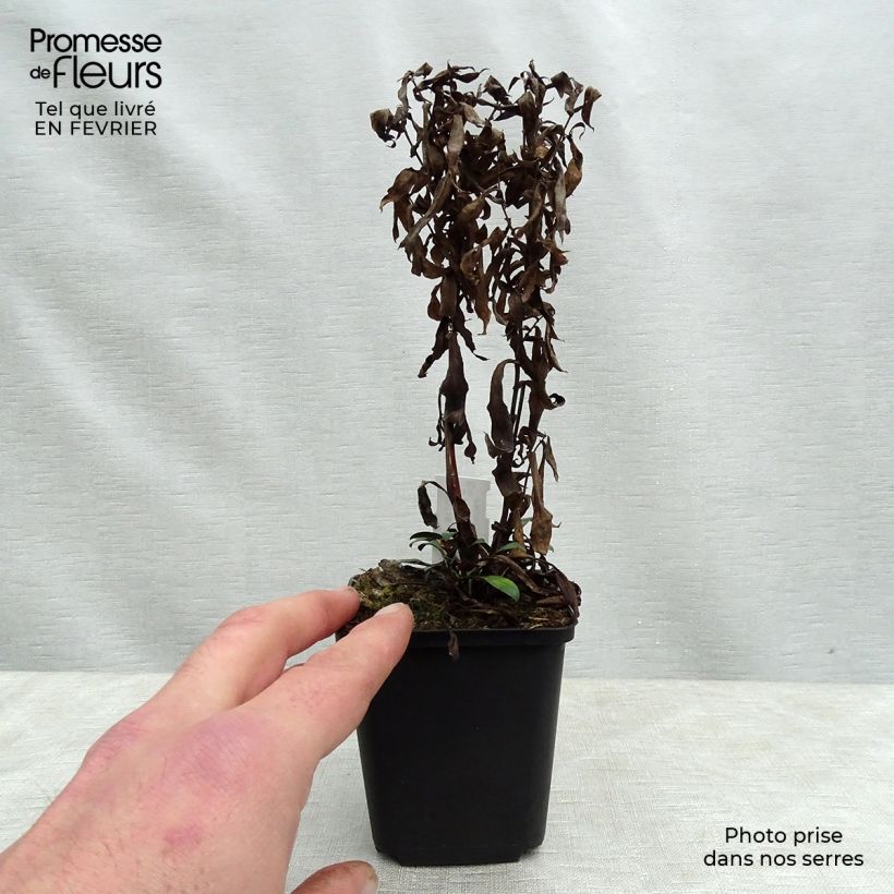 Aster dumosus Samoa 8/9 cm pot sample as delivered in winter