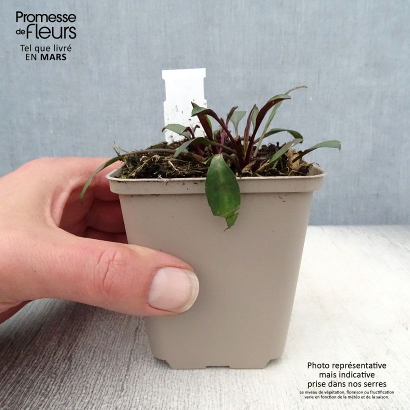 Aster dumosus Samoa 8/9 cm pot sample as delivered in spring