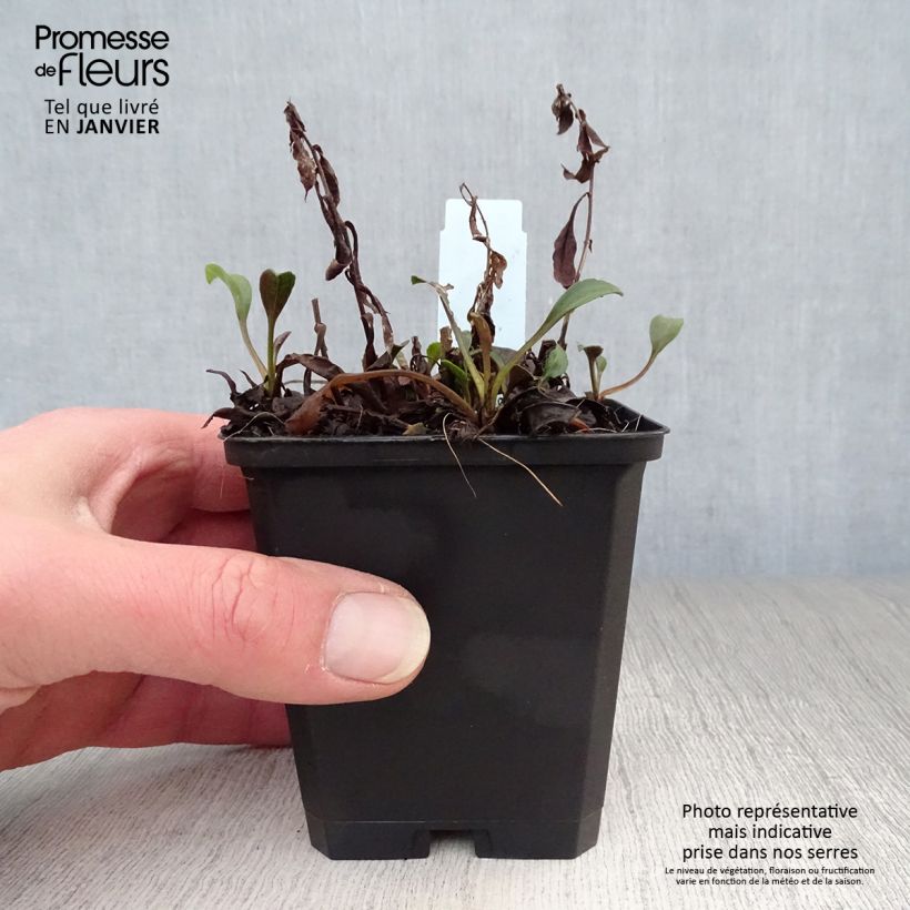 Aster dumosus Schneekissen 8/9 cm pot sample as delivered in winter