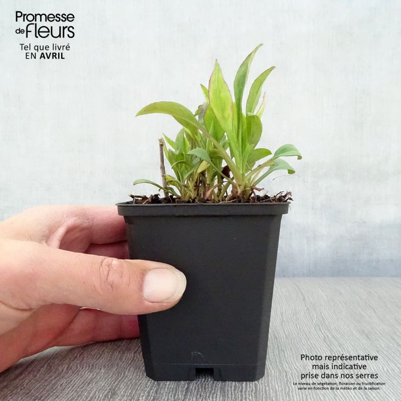 Aster dumosus Schneekissen 8/9 cm pot sample as delivered in spring