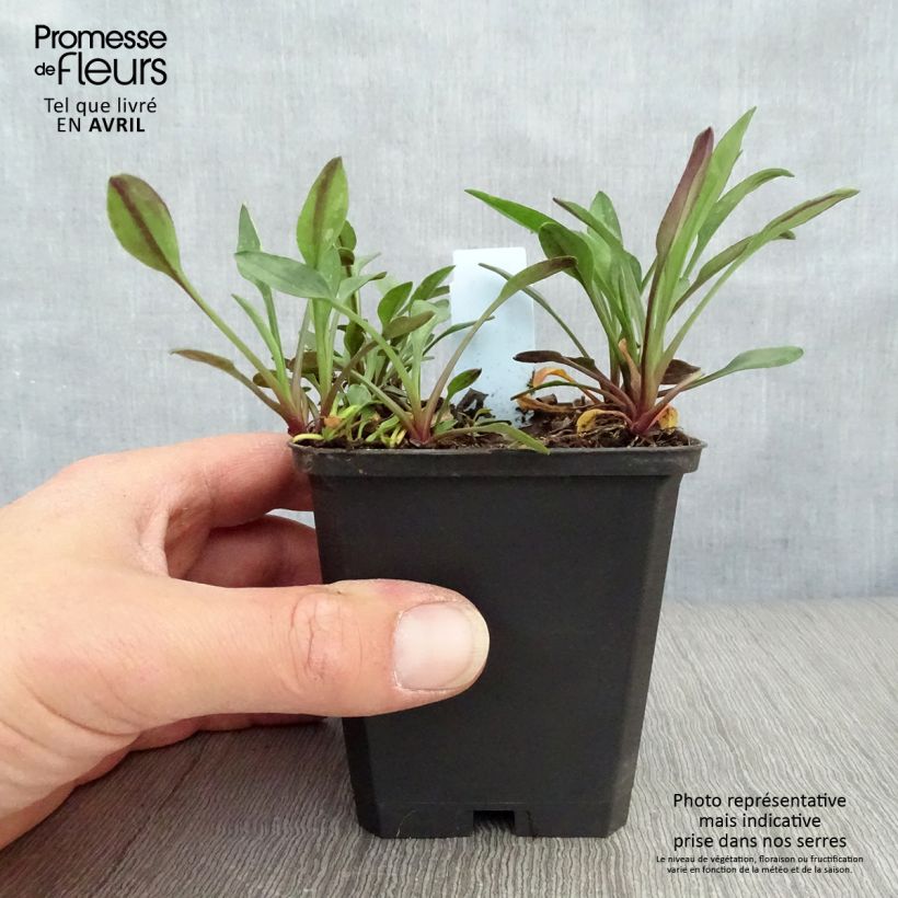 Aster dumosus Starlight 8/9 cm pot sample as delivered in spring