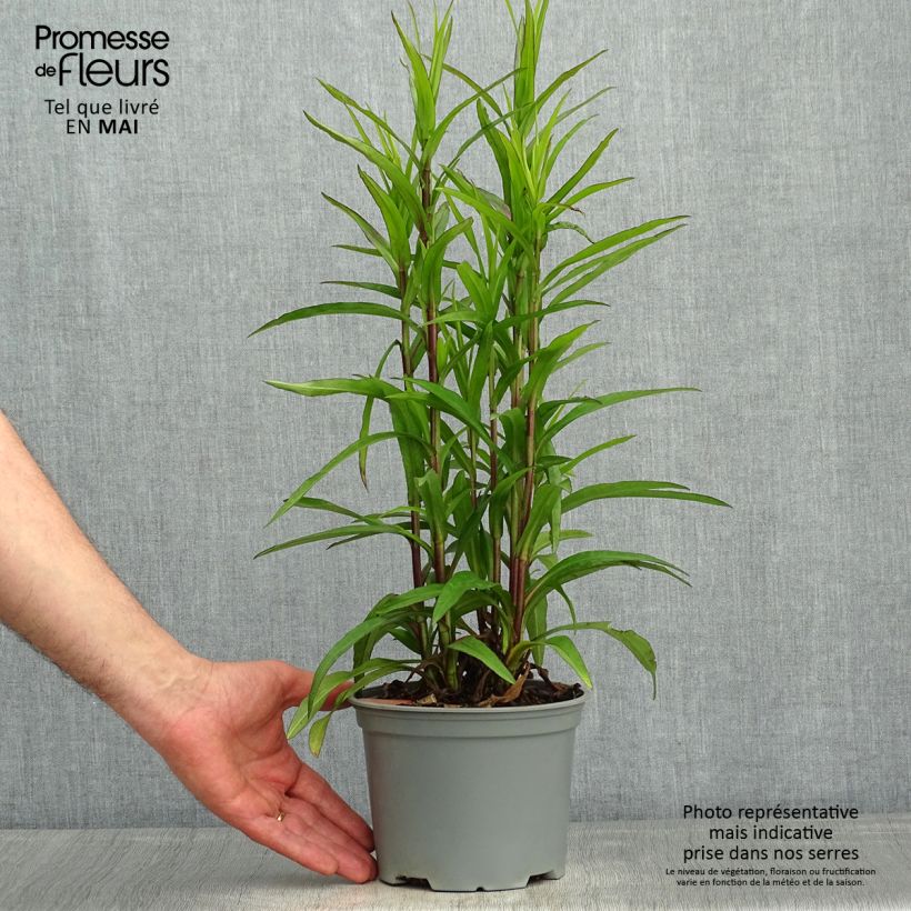 Aster dumosus Starlight 2L/3L pot sample as delivered in spring