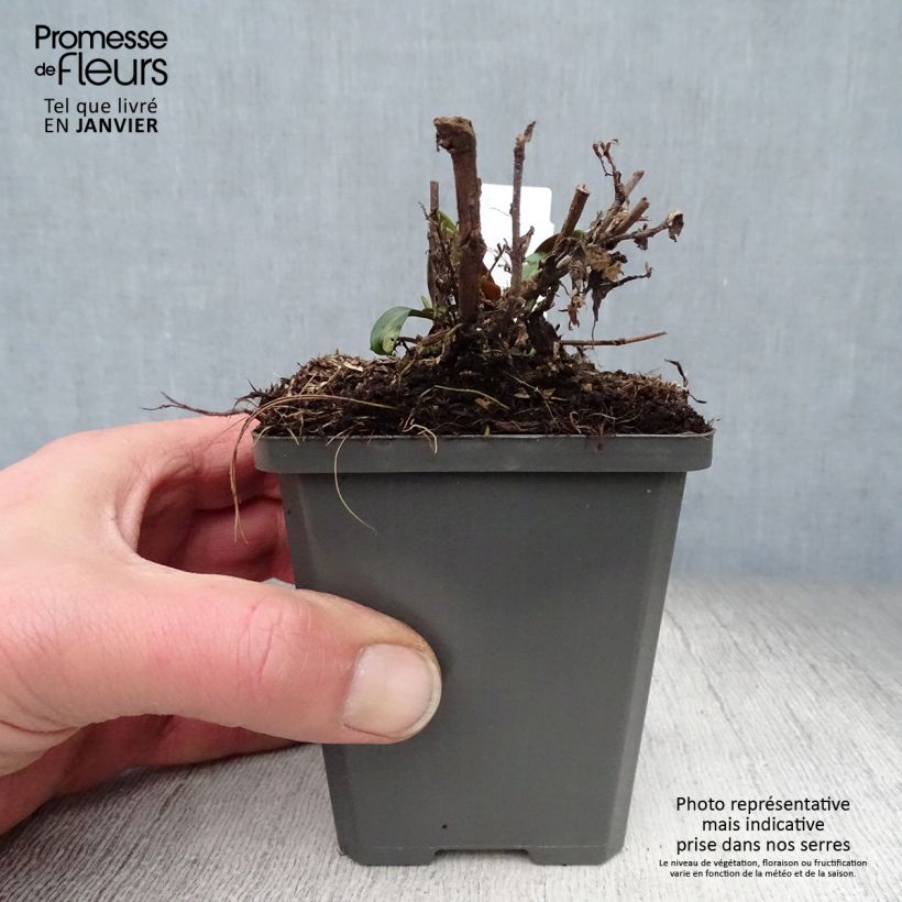 Aster dumosus Tonga 8/9 cm pot sample as delivered in winter