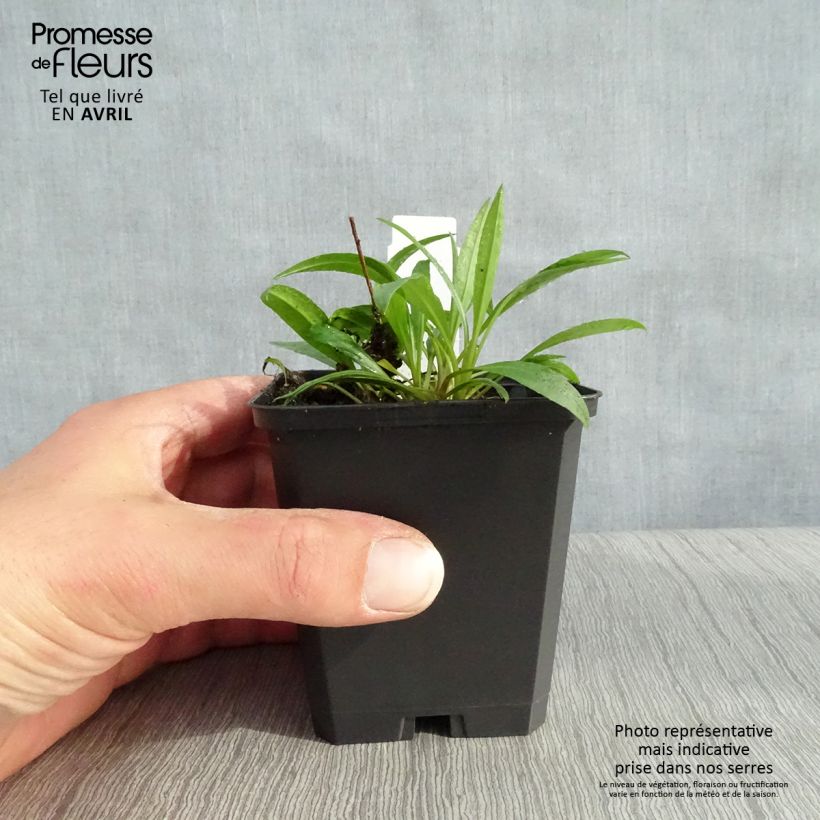 Aster ericoides Blue Star 8/9 cm pot sample as delivered in spring