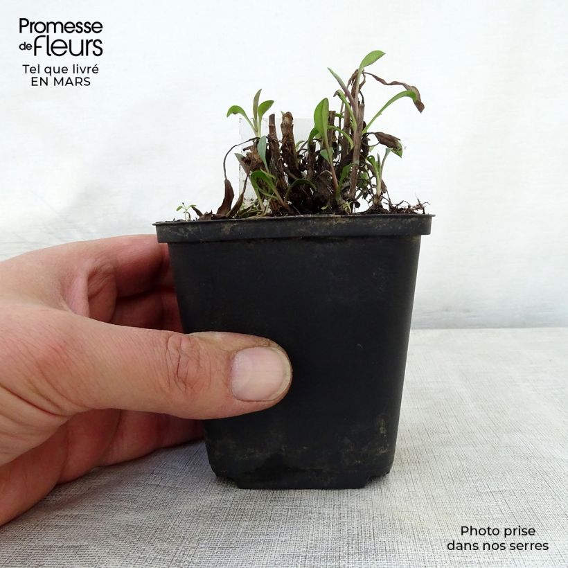 Aster ericoides Blue Wonder 8/9 cm pot sample as delivered in spring