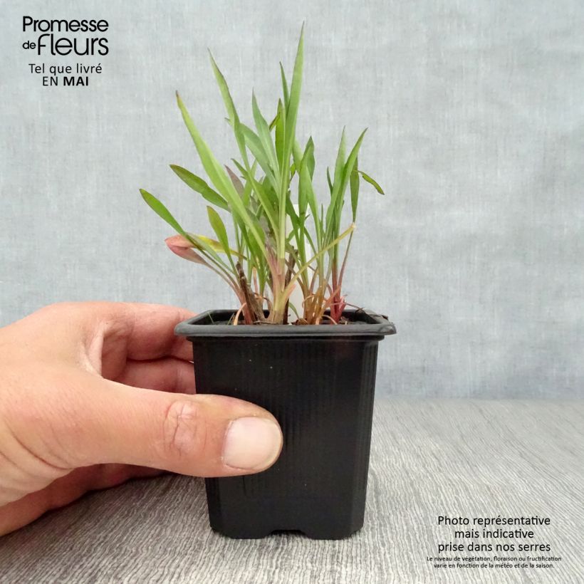 Aster ericoides Esther 8/9 cm pot sample as delivered in spring