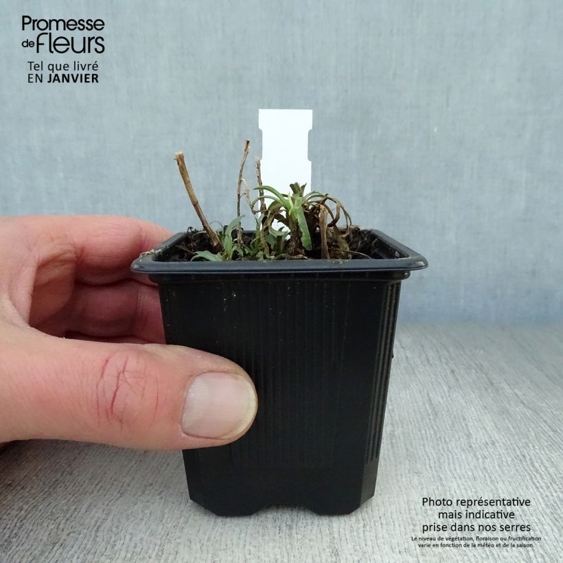 Aster ericoides 8/9 cm pot sample as delivered in winter