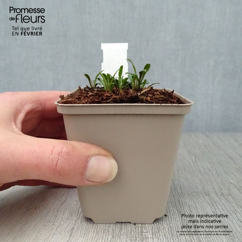 Aster ericoides Golden Spray 8/9 cm pot sample as delivered in winter