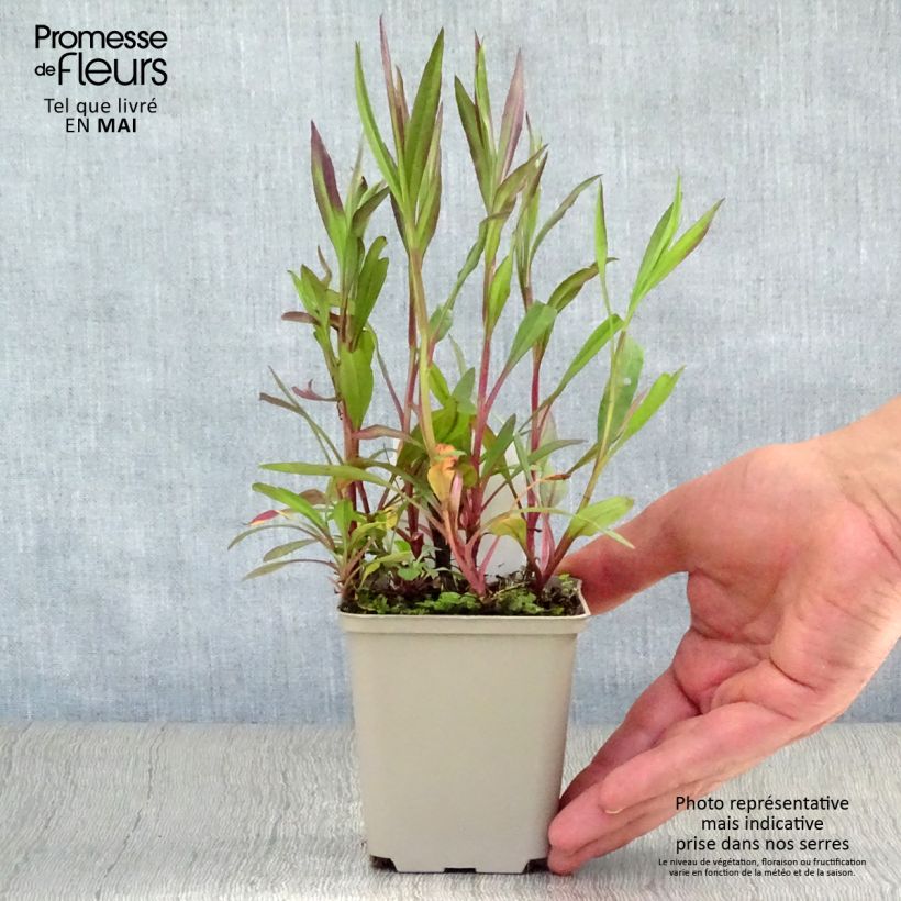 Aster ericoides Pink Cloud 7/8 cm pot sample as delivered in spring