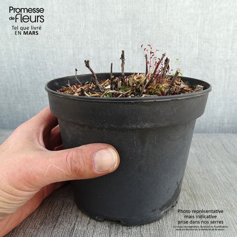 Aster ericoides Pink Cloud 2L/3L pot sample as delivered in winter