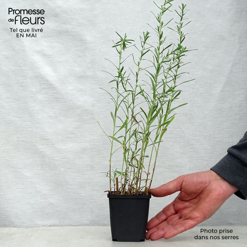 Aster ericoides Schneetanne 8/9 cm pot sample as delivered in spring