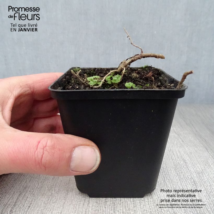 Aster ericoïdes f. prostratus Snow Flurry 7/8 cm pot sample as delivered in winter