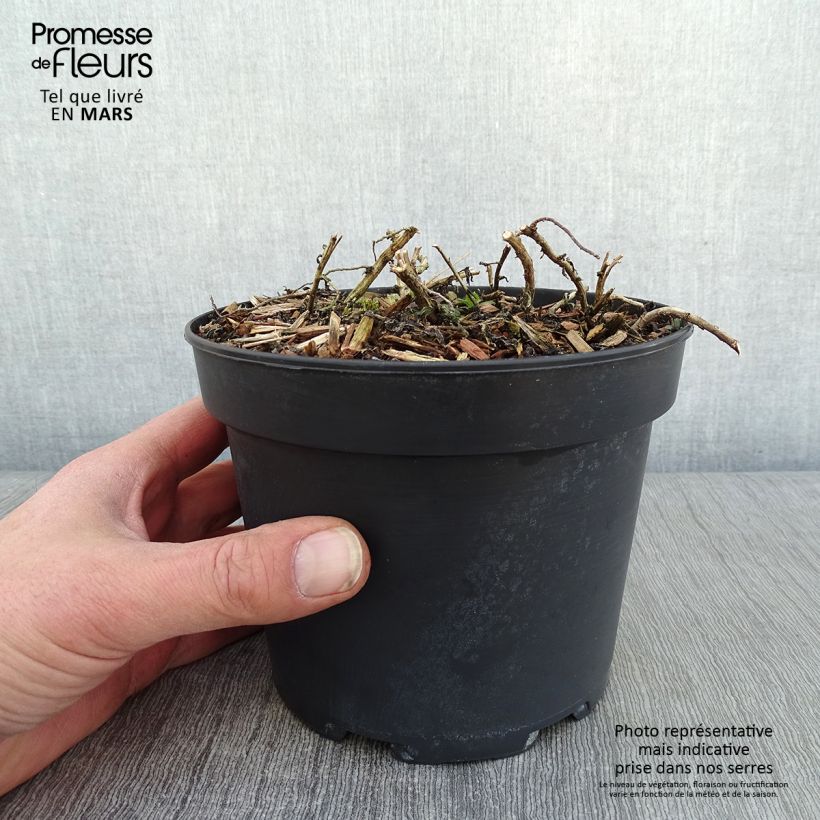 Aster ericoïdes f. prostratus Snow Flurry 2L/3L pot sample as delivered in winter