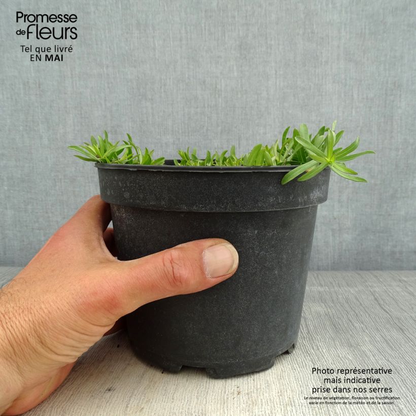 Aster ericoïdes f. prostratus Snow Flurry 2L/3L pot sample as delivered in spring