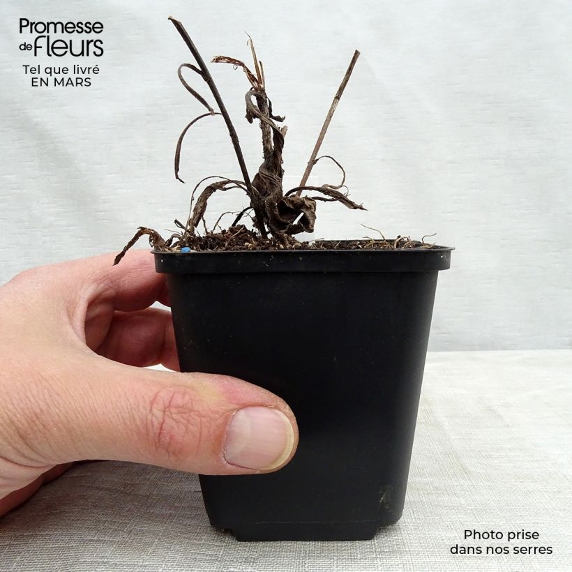 Aster frikartii Jungfrau 8/9 cm pot sample as delivered in spring