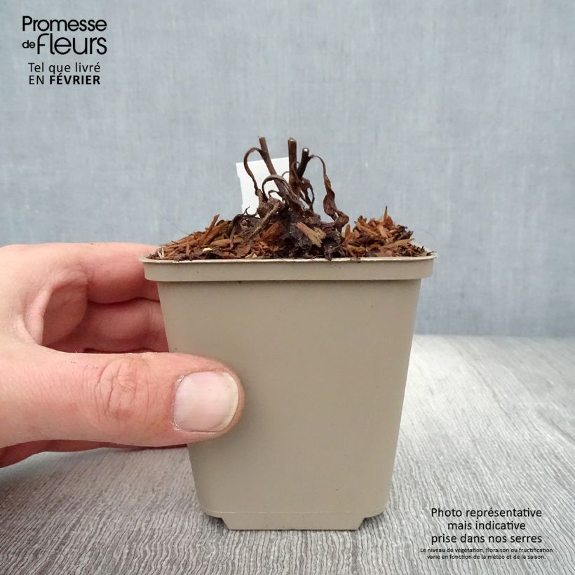 Aster frikartii Jungfrau 8/9 cm pot sample as delivered in winter