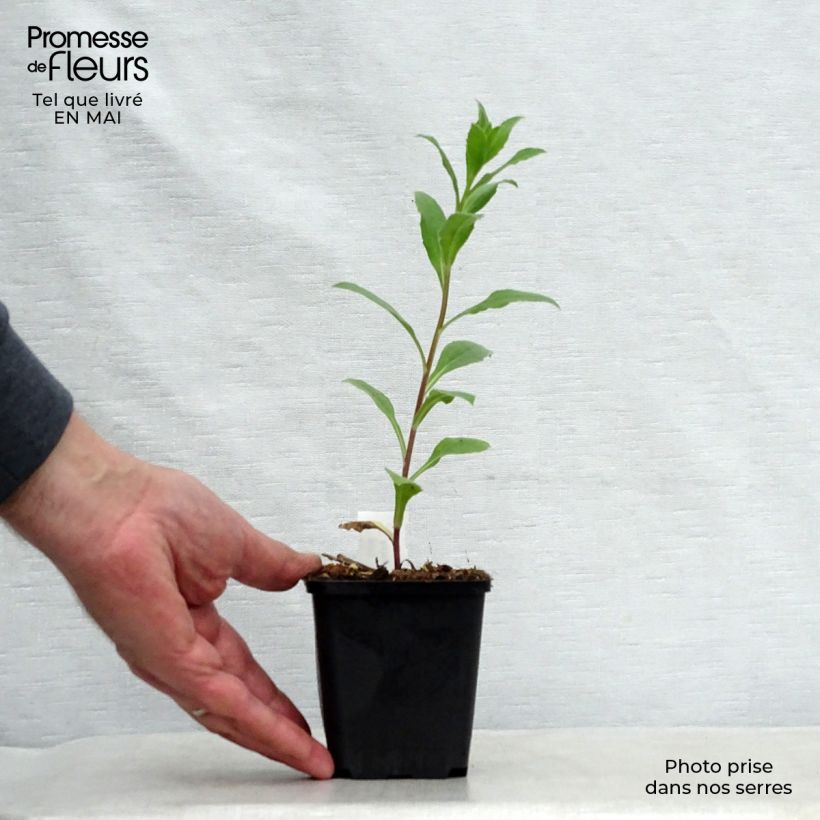 Aster frikartii Mönch 8/9 cm pot sample as delivered in spring