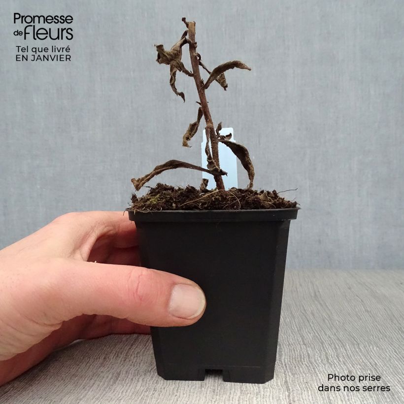 Aster frikartii Mönch 8/9 cm pot sample as delivered in winter