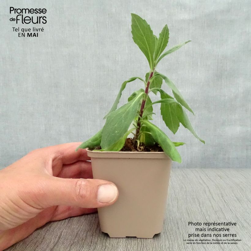 Aster frikartii Wunder von Stäfa 8/9 cm pot sample as delivered in spring