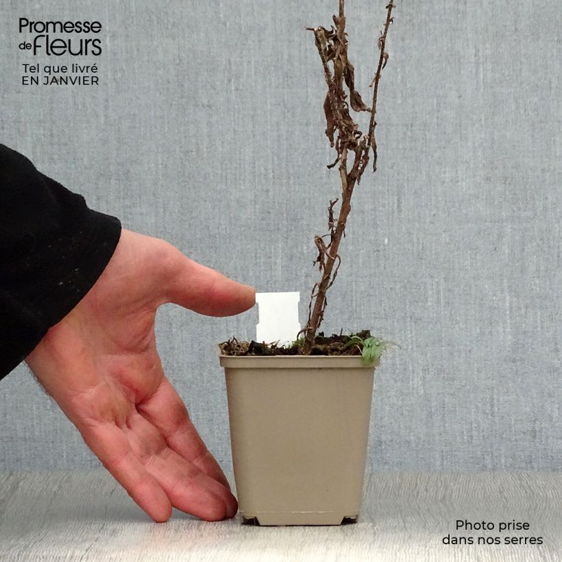 Aster novae-angliae Ann Leys 8/9 cm pot sample as delivered in winter