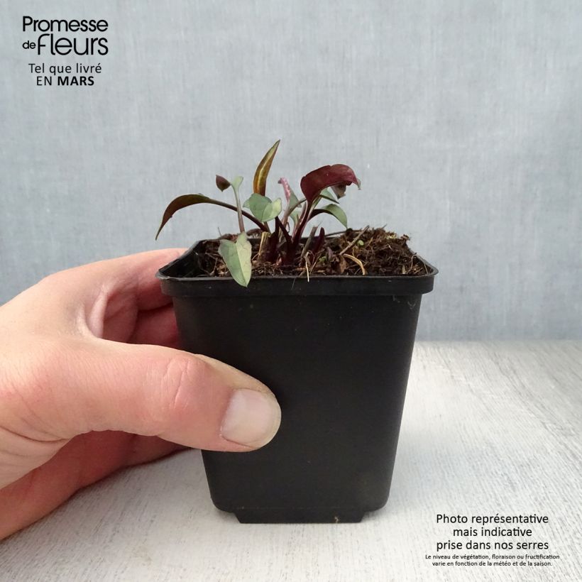 Aster laevis - Giant Autumn Aster 8/9 cm pot sample as delivered in spring