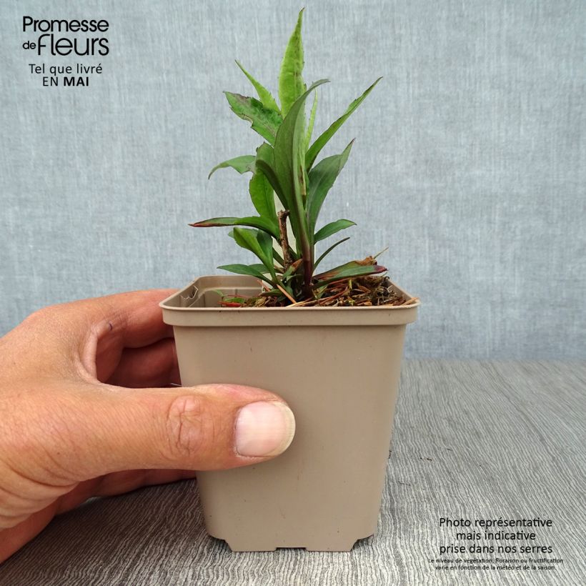 Aster laevis Calliope 8/9 cm pot sample as delivered in spring