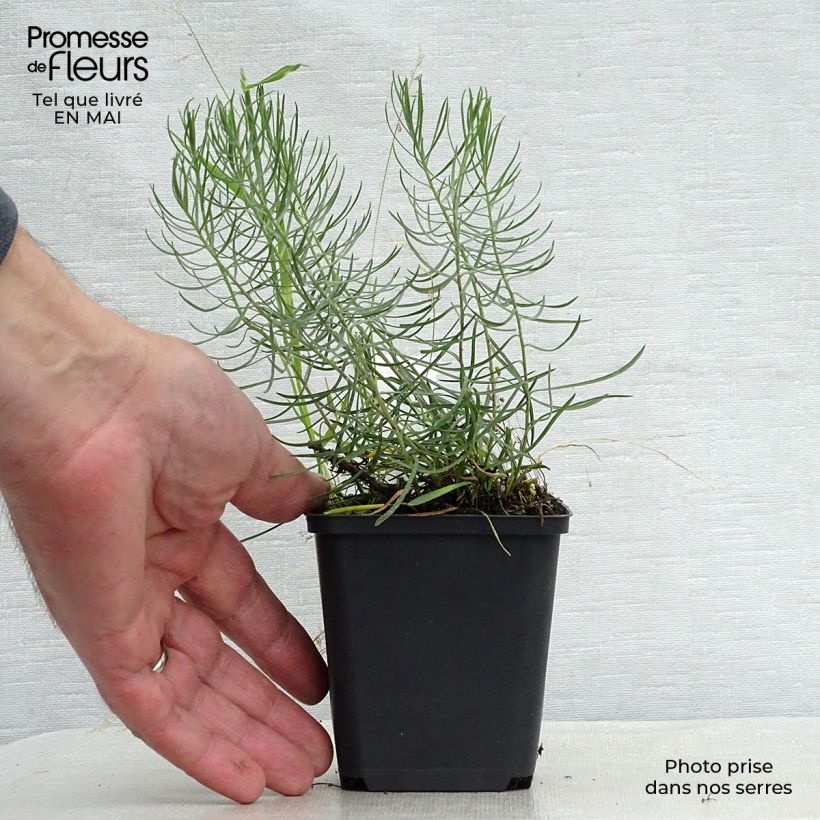 Aster linosyris 8/9 cm pot sample as delivered in spring