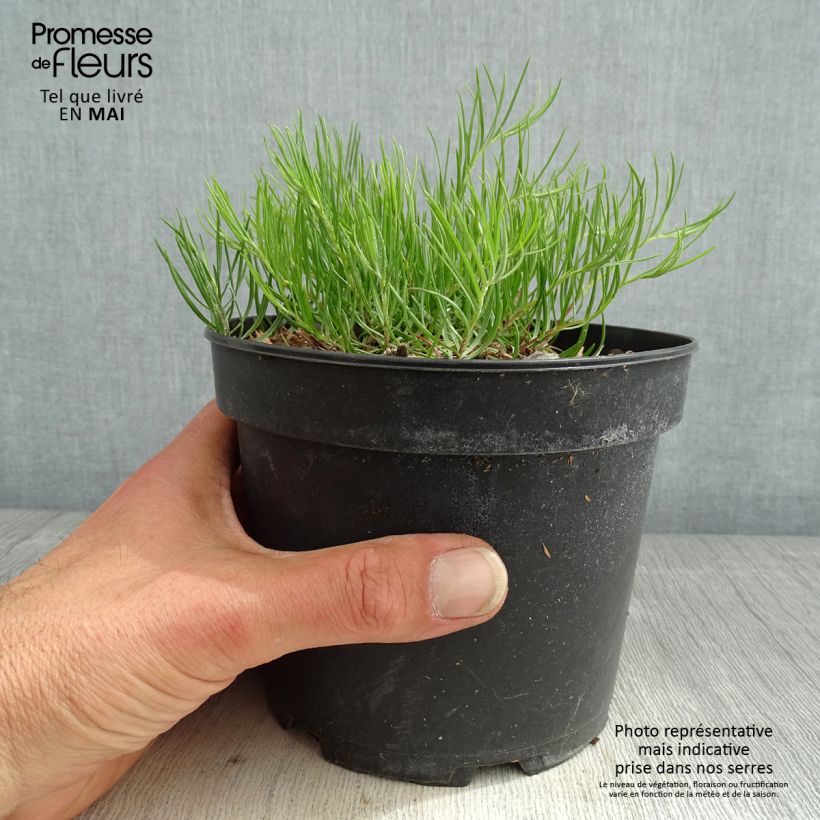 Aster linosyris 2L/3L pot sample as delivered in spring