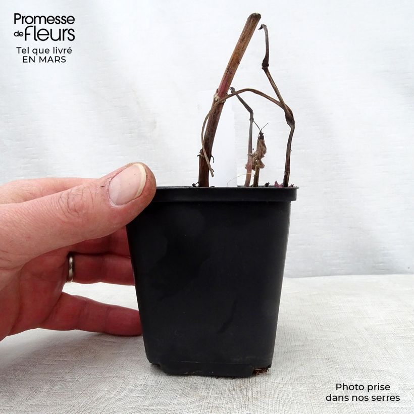 Aster macrophyllus 8/9 cm pot sample as delivered in spring