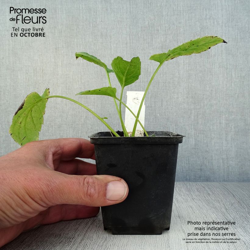Aster macrophyllus Albus 8/9 cm pot sample as delivered in autumn