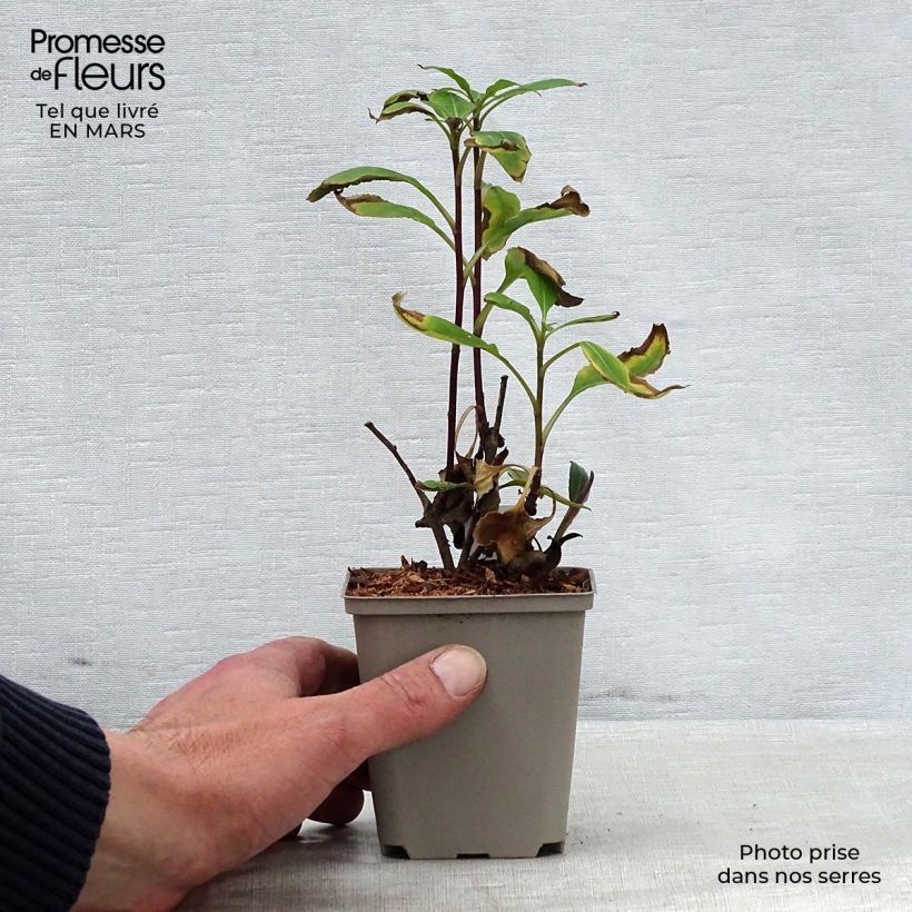 Aster macrophyllus Twilight 8/9 cm pot sample as delivered in spring