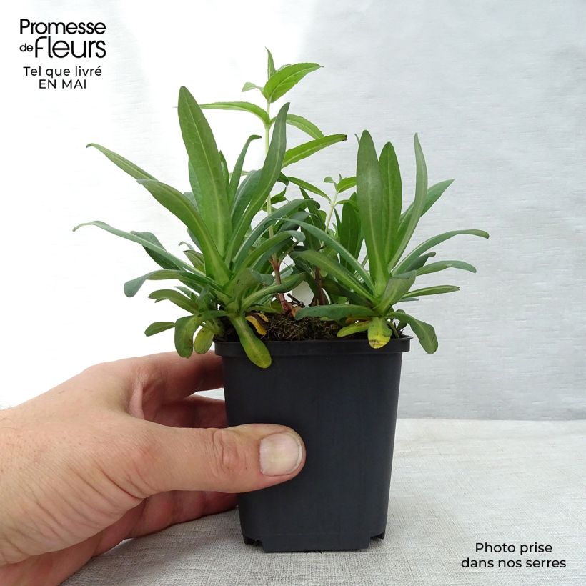 Aster novae-angliae Andenken an Alma Pötschke 7/8 cm pot sample as delivered in spring