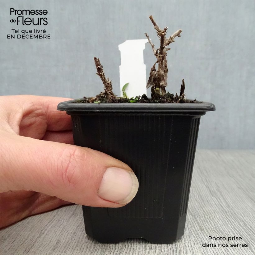 Aster novae-angliae Andenken an Alma Pötschke 7/8 cm pot sample as delivered in winter