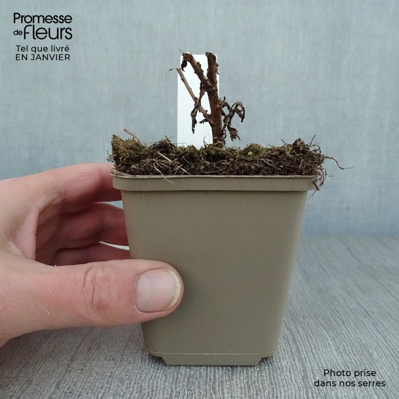 Aster novae-angliae Andenken an Paul Gerber 8/9 cm pot sample as delivered in winter