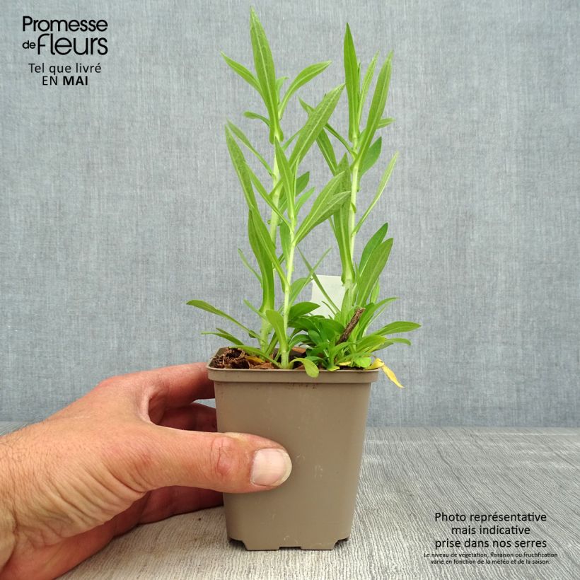 Aster novae-angliae Annabelle de Chazal 8/9 cm pot sample as delivered in spring