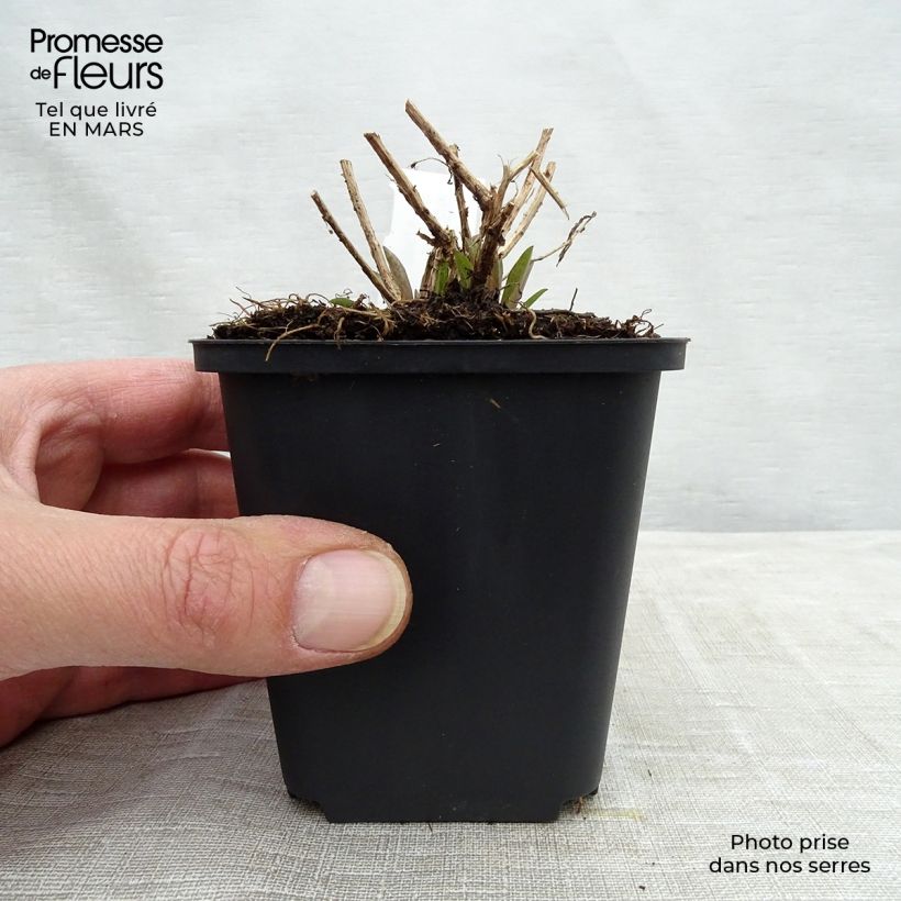 Aster novae-angliae Barrs Pink 8/9 cm pot sample as delivered in spring