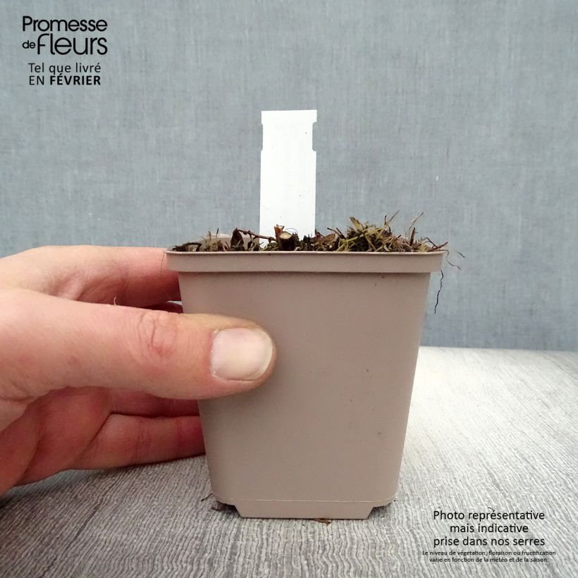 Aster novae-angliae Barrs Pink 8/9 cm pot sample as delivered in winter