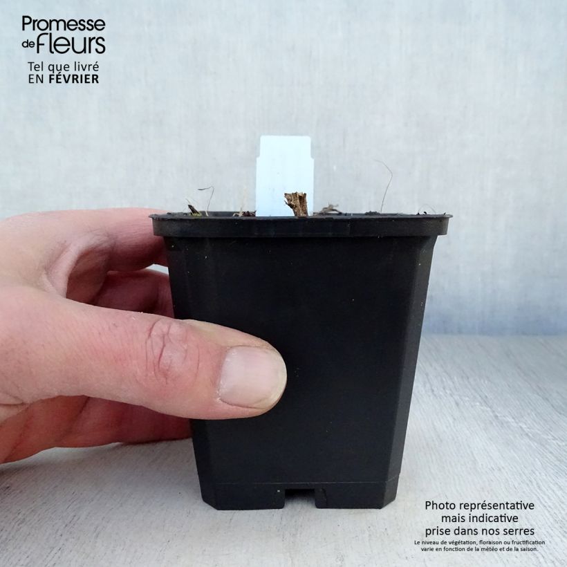 Aster novae-angliae Herbstschnee 8/9 cm pot sample as delivered in winter