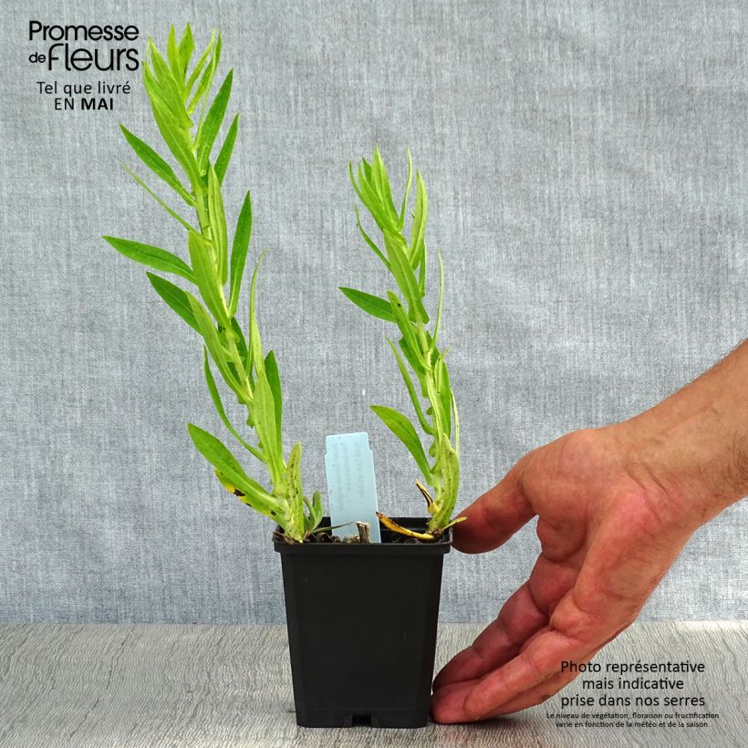 Aster novae-angliae Herbstschnee 8/9 cm pot sample as delivered in spring