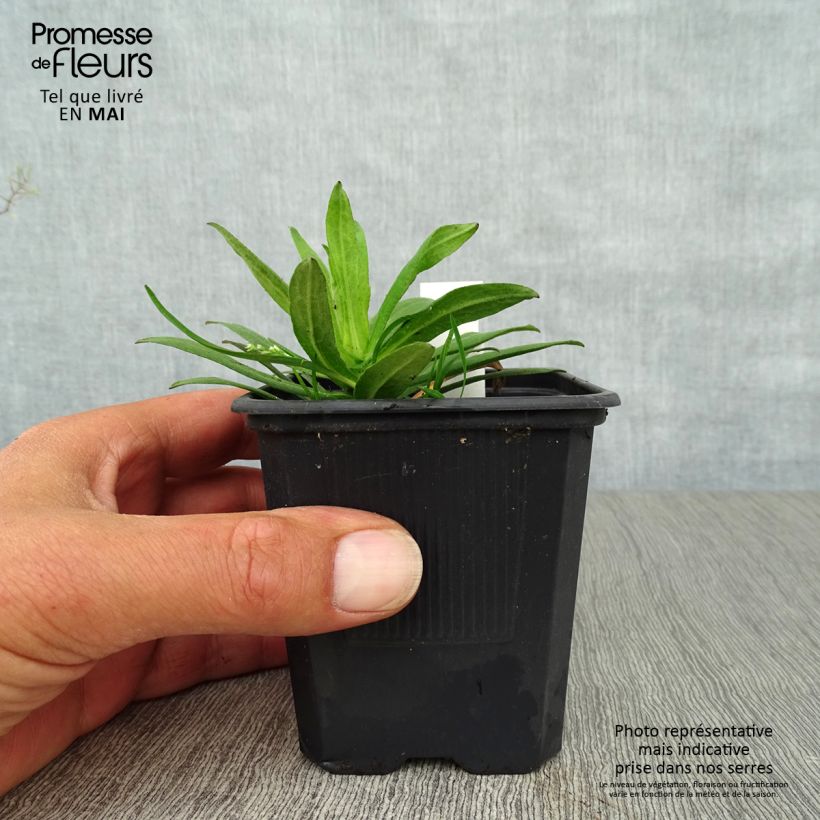 Aster novae-angliae Purple Dome 8/9 cm pot sample as delivered in spring