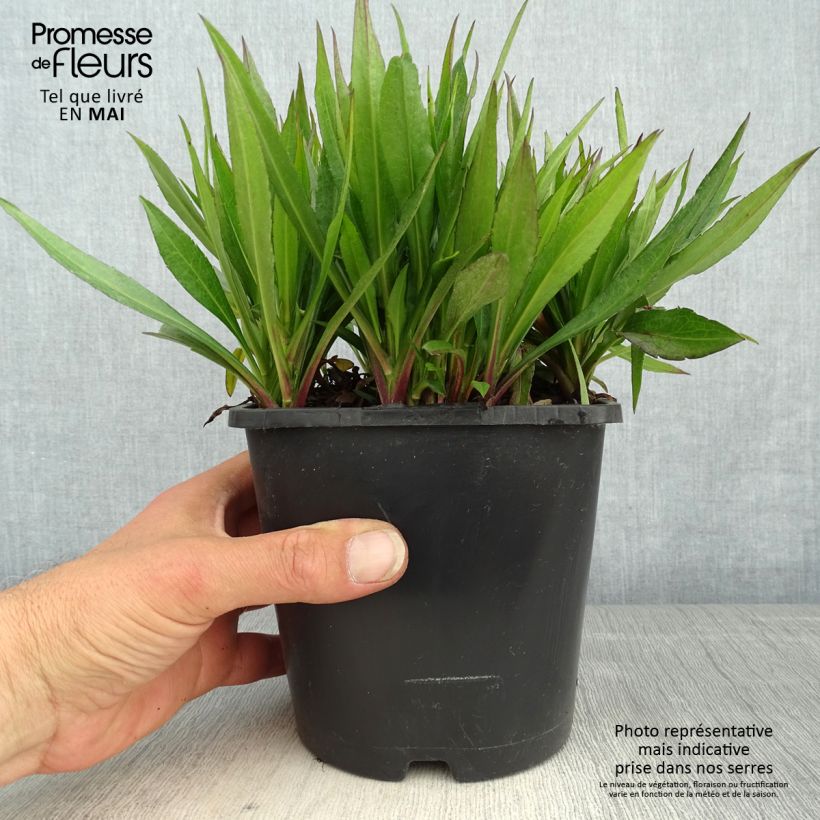 Aster novae-angliae Purple Dome 2L/3L pot sample as delivered in spring