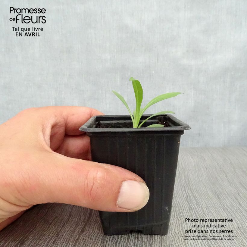 Aster novae-angliae Septemberrubin 7/8 cm pot sample as delivered in spring