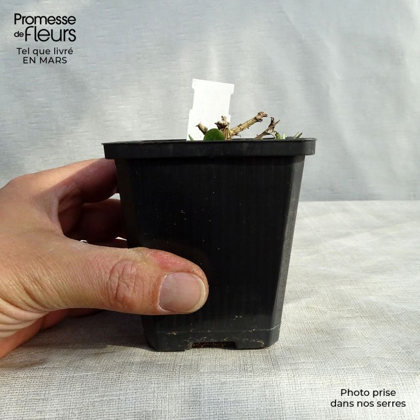 Aster novae-angliae Violetta 8/9 cm pot sample as delivered in spring